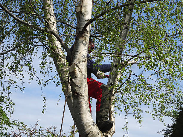 How Our Tree Care Process Works  in  Ridgely, MD