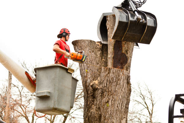 Trusted Ridgely, MD Tree Services Experts